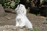 BICHON BOLONAIS 021